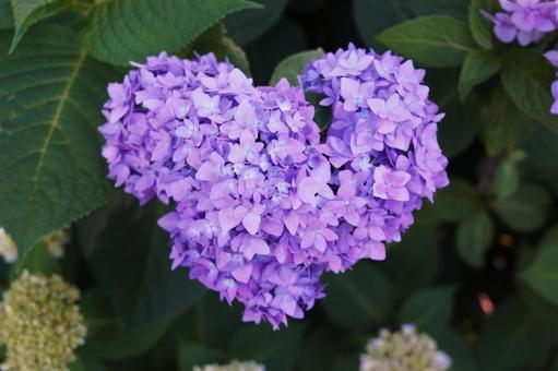 6月ガーデニング　紫陽花の青、雨の季節を彩る