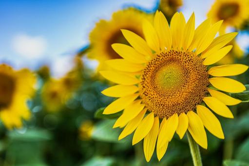 夏のお花見