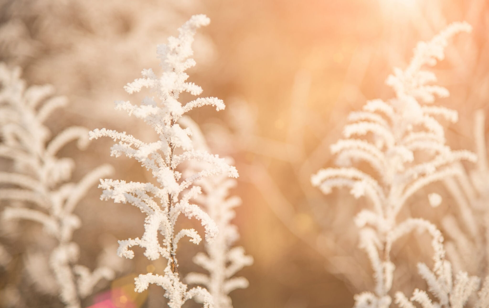 冬の時期に気お付けたいガーデニングのポイント