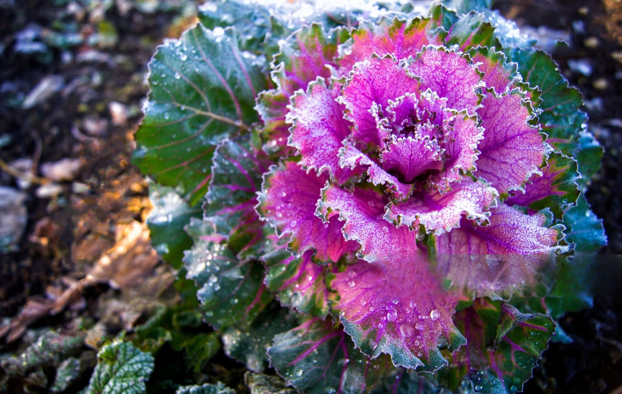 寒い季節も楽しめる庭作り